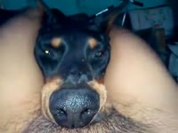 Dog oral sex with a hairy pussy